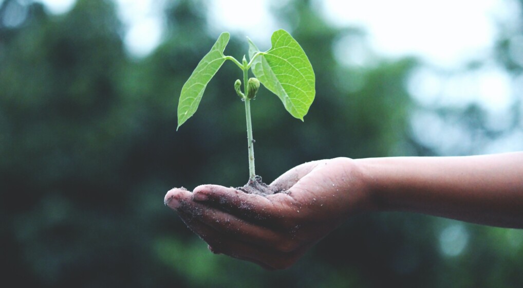 en hånd holder en lille plante 
